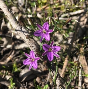 Thysanotus patersonii at Wamboin, NSW - 23 Oct 2020 09:54 AM