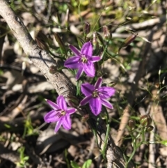 Thysanotus patersonii (Twining Fringe Lily) at Wamboin, NSW - 22 Oct 2020 by Devesons