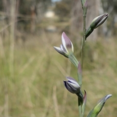 Thelymitra juncifolia (Dotted Sun Orchid) at Gundaroo, NSW - 9 Nov 2022 by MaartjeSevenster