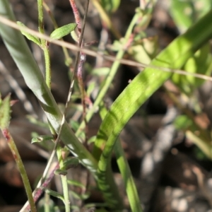 Thelymitra juncifolia at Gundaroo, NSW - suppressed