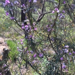 Glycine clandestina (Twining Glycine) at Wamboin, NSW - 19 Oct 2020 by Devesons