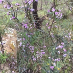 Glycine clandestina at Wamboin, NSW - 19 Oct 2020