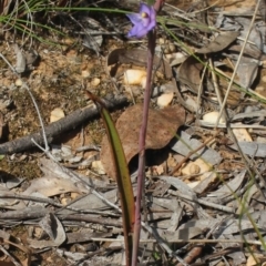 Thelymitra brevifolia (Short-leaf Sun Orchid) at MTR591 at Gundaroo - 6 Nov 2022 by MaartjeSevenster