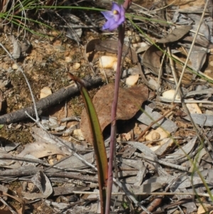 Thelymitra brevifolia at Gundaroo, NSW - suppressed