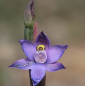 Thelymitra brevifolia at Gundaroo, NSW - suppressed