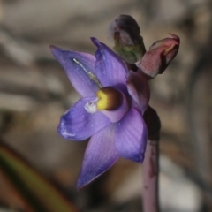 Thelymitra brevifolia at Gundaroo, NSW - 6 Nov 2022