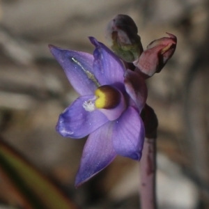 Thelymitra brevifolia at Gundaroo, NSW - suppressed