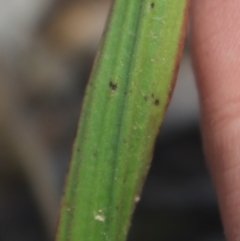 Thelymitra brevifolia at Gundaroo, NSW - 6 Nov 2022