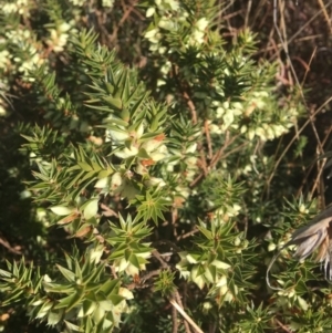 Melichrus urceolatus at Wamboin, NSW - 22 Jul 2021