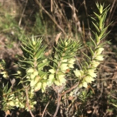 Melichrus urceolatus at Wamboin, NSW - 22 Jul 2021