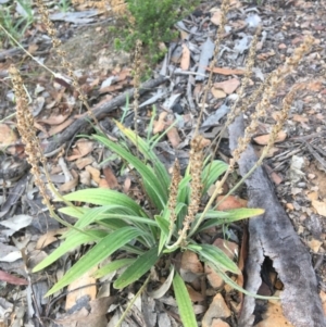 Plantago varia at Wamboin, NSW - 5 Jan 2021