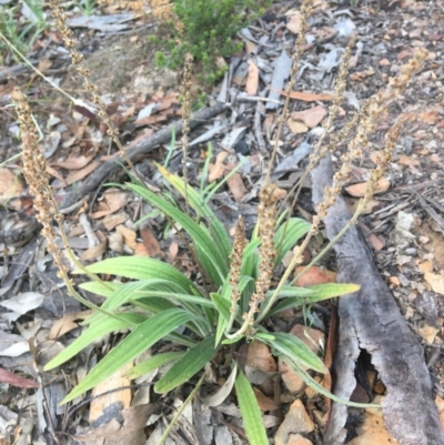 Plantago varia (Native Plaintain) at Wamboin, NSW - 5 Jan 2021 by Devesons