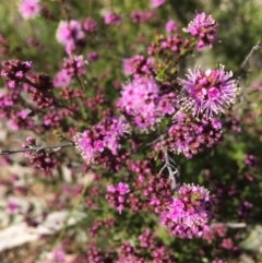 Kunzea parvifolia (Violet Kunzea) at Wamboin, NSW - 8 Nov 2020 by Devesons