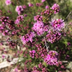 Kunzea parvifolia (Violet Kunzea) at QPRC LGA - 7 Nov 2020 by Devesons