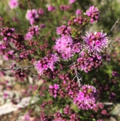 Kunzea parvifolia (Violet Kunzea) at Wamboin, NSW - 7 Nov 2020 by Devesons