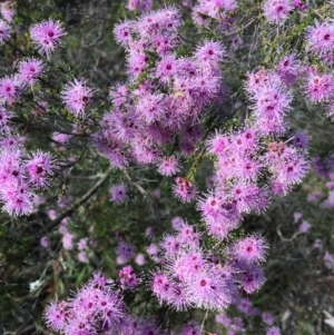 Kunzea parvifolia at Wamboin, NSW - 8 Nov 2020 09:34 AM