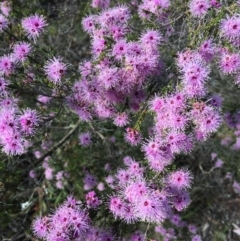 Kunzea parvifolia at Wamboin, NSW - 8 Nov 2020
