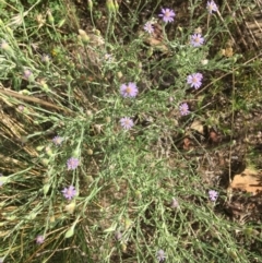 Vittadinia gracilis (New Holland Daisy) at Wamboin, NSW - 7 Mar 2021 by Devesons
