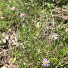 Vittadinia muelleri (Narrow-leafed New Holland Daisy) at Wamboin, NSW - 11 Nov 2020 by Devesons