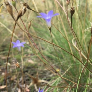 Wahlenbergia capillaris at Wamboin, NSW - 8 Nov 2020