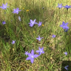 Wahlenbergia capillaris at Wamboin, NSW - 8 Nov 2020