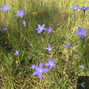 Wahlenbergia capillaris at Wamboin, NSW - 8 Nov 2020