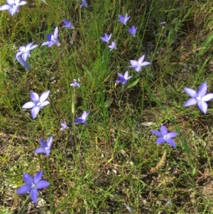 Wahlenbergia capillaris at Wamboin, NSW - 8 Nov 2020