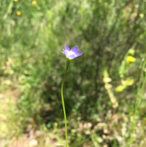 Wahlenbergia sp. at Wamboin, NSW - 11 Nov 2020