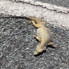 Pogona barbata (Eastern Bearded Dragon) at O'Connor, ACT - 10 Nov 2022 by JohnGiacon