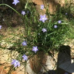 Wahlenbergia sp. (Bluebell) at Wamboin, NSW - 18 Nov 2020 by Devesons