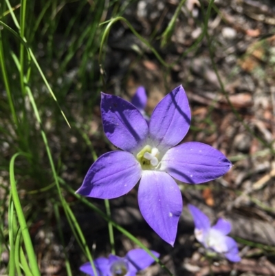 Wahlenbergia stricta subsp. stricta (Tall Bluebell) at Wamboin, NSW - 14 Jan 2022 by Devesons