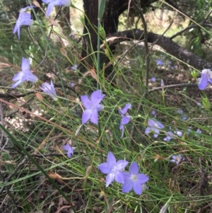Wahlenbergia stricta subsp. stricta at Wamboin, NSW - 14 Jan 2022