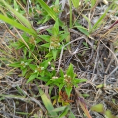 Richardia stellaris (Field Madder) at Lade Vale, NSW - 11 Nov 2022 by mainsprite