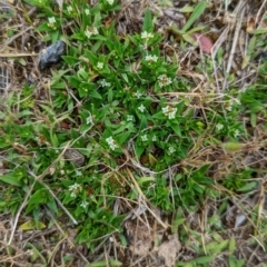 Richardia stellaris at Lade Vale, NSW - 11 Nov 2022 12:44 PM