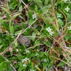 Richardia stellaris at Lade Vale, NSW - 11 Nov 2022 12:44 PM