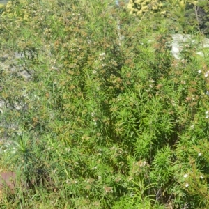 Zieria tuberculata at Central Tilba, NSW - 8 Nov 2022