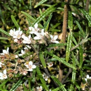 Zieria tuberculata at Central Tilba, NSW - 8 Nov 2022