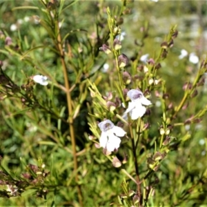 Prostanthera nivea at Central Tilba, NSW - 8 Nov 2022