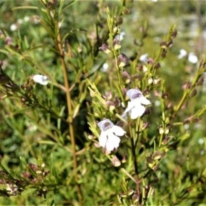 Prostanthera nivea at Central Tilba, NSW - 8 Nov 2022 09:21 PM