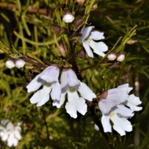 Prostanthera nivea at Central Tilba, NSW - 8 Nov 2022