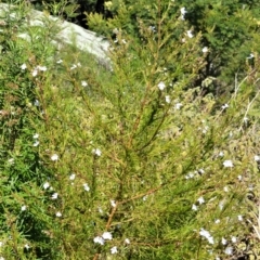 Prostanthera nivea at Central Tilba, NSW - 8 Nov 2022 09:21 PM