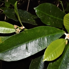 Baloghia inophylla (Brush Bloodwood) at Central Tilba, NSW - 8 Nov 2022 by plants