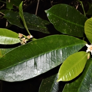 Baloghia inophylla at Central Tilba, NSW - 8 Nov 2022