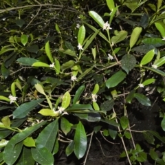 Baloghia inophylla at Central Tilba, NSW - 8 Nov 2022