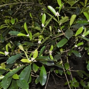 Baloghia inophylla at Central Tilba, NSW - 8 Nov 2022