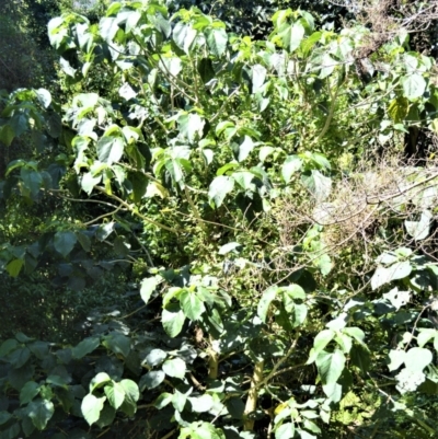 Dendrocnide excelsa (Stinging Tree) at Central Tilba, NSW - 8 Nov 2022 by plants