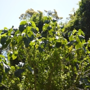 Dendrocnide excelsa at Central Tilba, NSW - 8 Nov 2022