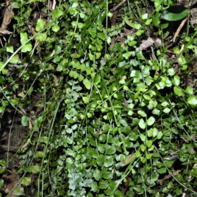 Asplenium flabellifolium (Necklace Fern) at Central Tilba, NSW - 8 Nov 2022 by plants
