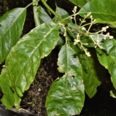 Ehretia acuminata var. acuminata (Koda) at Central Tilba, NSW - 8 Nov 2022 by plants