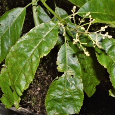 Ehretia acuminata var. acuminata (Koda) at Central Tilba, NSW - 8 Nov 2022 by plants